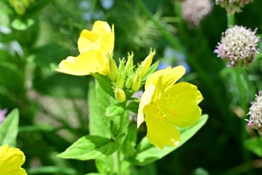 Yaz bahçesinde açan güzel çiçekler, doğa konsepti arka planı.