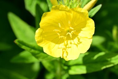 Yaz bahçesinde açan güzel çiçekler, doğa konsepti arka planı.