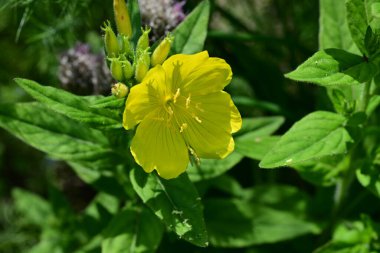 Yaz bahçesinde açan güzel çiçekler, doğa konsepti arka planı.
