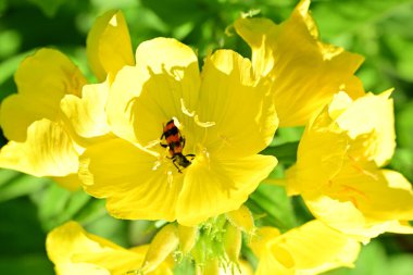 Yaz bahçesinde açan güzel çiçekler, doğa konsepti arka planı.