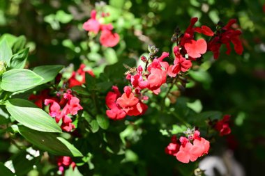 Yaz bahçesinde açan güzel çiçekler, doğa konsepti arka planı.