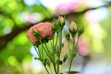 Bahçedeki güzel pembe güller 