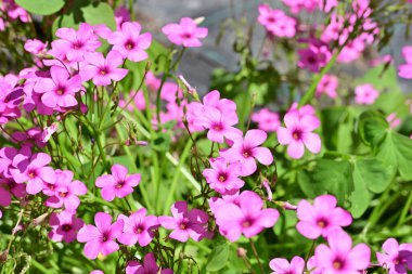 Yaz bahçesinde açan güzel çiçekler, doğa konsepti arka planı.