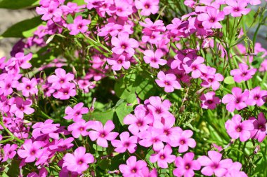 Yaz bahçesinde açan güzel çiçekler, doğa konsepti arka planı.