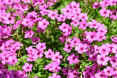 Yaz bahçesinde açan güzel çiçekler, doğa konsepti arka planı.