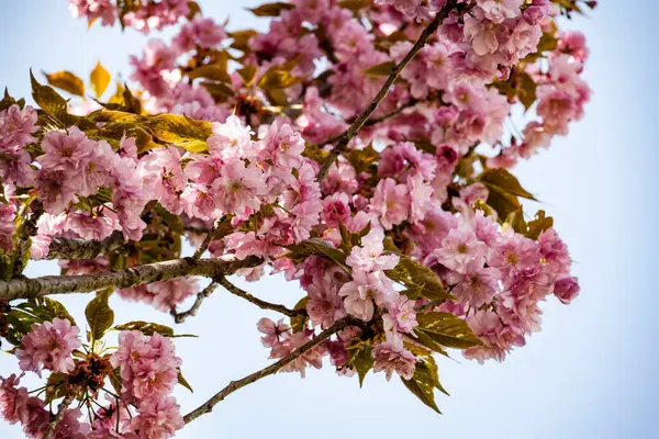 Yaz bahçesinde açan güzel çiçekler, doğa konsepti arka planı.