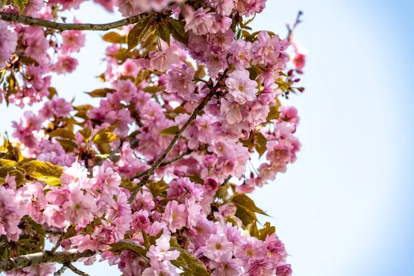 Yaz bahçesinde açan güzel çiçekler, doğa konsepti arka planı.
