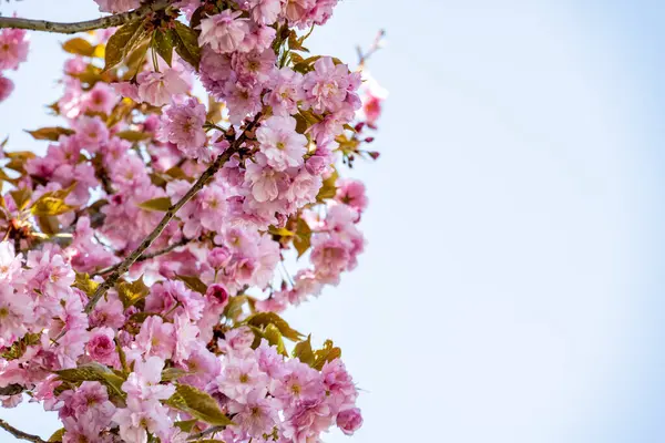 Yaz bahçesinde açan güzel çiçekler, doğa konsepti arka planı.