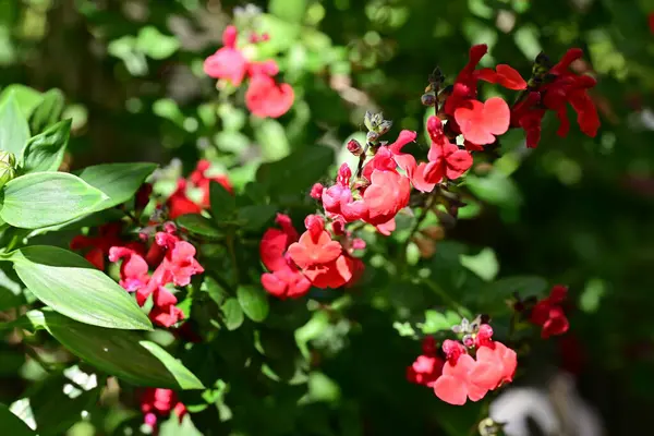 Yaz bahçesinde açan güzel çiçekler, doğa konsepti arka planı.