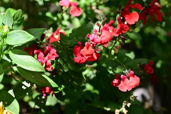 Yaz bahçesinde açan güzel çiçekler, doğa konsepti arka planı.