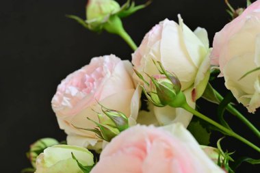 Bahçedeki güzel pembe güller 