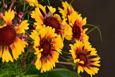 Yaz bahçesinde açan güzel çiçekler, doğa konsepti arka planı.