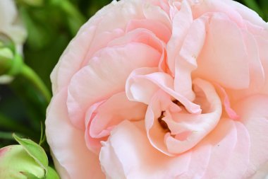 Bahçedeki güzel pembe güller 