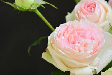 Bahçedeki güzel pembe güller 