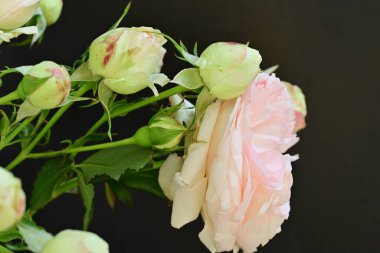 Bahçedeki güzel pembe güller 