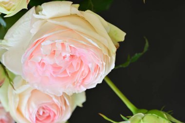 Bahçedeki güzel pembe güller 