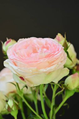 Bahçedeki güzel pembe güller 