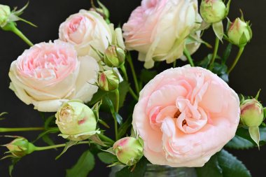 Bahçedeki güzel pembe güller 