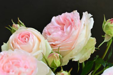 Bahçedeki güzel pembe güller 