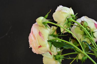 Bahçedeki güzel pembe güller 