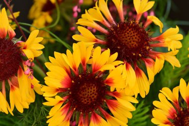 Yaz bahçesinde açan güzel çiçekler, doğa konsepti arka planı.