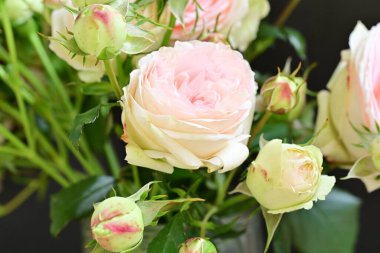 Bahçedeki güzel pembe güller 