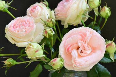 Bahçedeki güzel pembe güller 