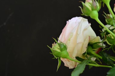 Bahçedeki güzel pembe güller 