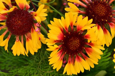 Yaz bahçesinde açan güzel çiçekler, doğa konsepti arka planı.