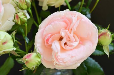 Bahçedeki güzel pembe güller 