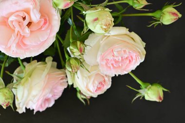 Bahçedeki güzel pembe güller 