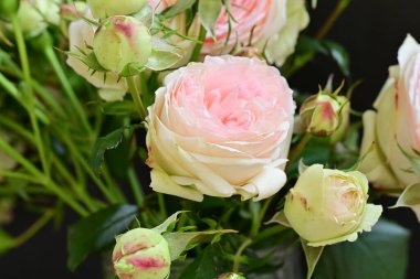 Bahçedeki güzel pembe güller 