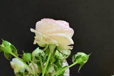 Bahçedeki güzel pembe güller 