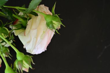 Bahçedeki güzel pembe güller 