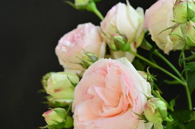 Bahçedeki güzel pembe güller 