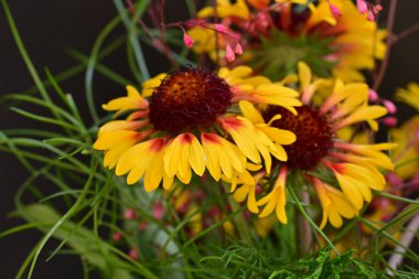 Yaz bahçesinde açan güzel çiçekler, doğa konsepti arka planı.