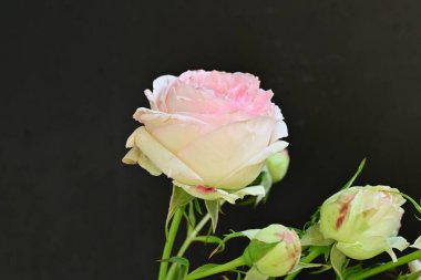 Bahçedeki güzel pembe güller 