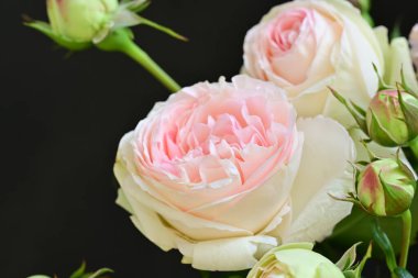 Bahçedeki güzel pembe güller 