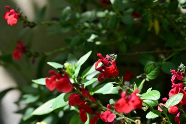 Yaz bahçesinde açan güzel çiçekler, doğa konsepti arka planı.