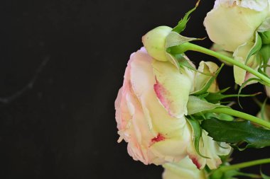 Bahçedeki güzel pembe güller 