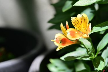 Yaz bahçesinde açan güzel çiçekler, doğa konsepti arka planı.