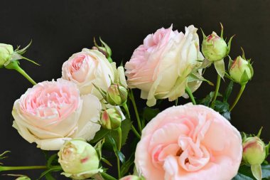 Bahçedeki güzel pembe güller 