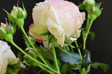 Bahçedeki güzel pembe güller 