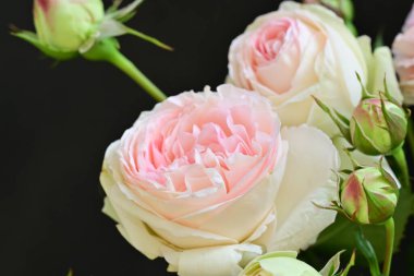 Bahçedeki güzel pembe güller 