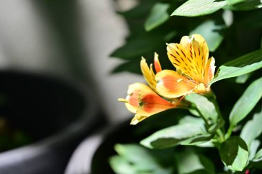 Yaz bahçesinde açan güzel çiçekler, doğa konsepti arka planı.