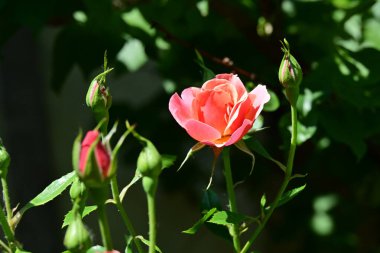 Bahçedeki güzel pembe güller 