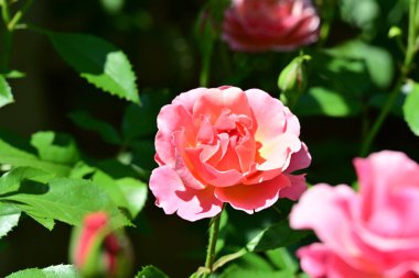 Yaz bahçesinde açan güzel çiçekler, doğa konsepti arka planı.