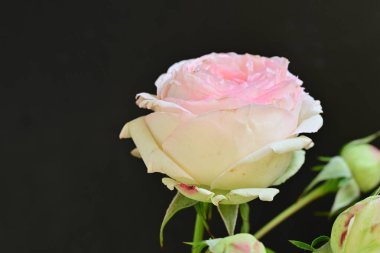 Bahçedeki güzel pembe güller 