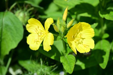Yaz bahçesinde açan güzel çiçekler, doğa konsepti arka planı.