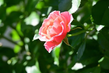 Yaz bahçesinde açan güzel çiçekler, doğa konsepti arka planı.